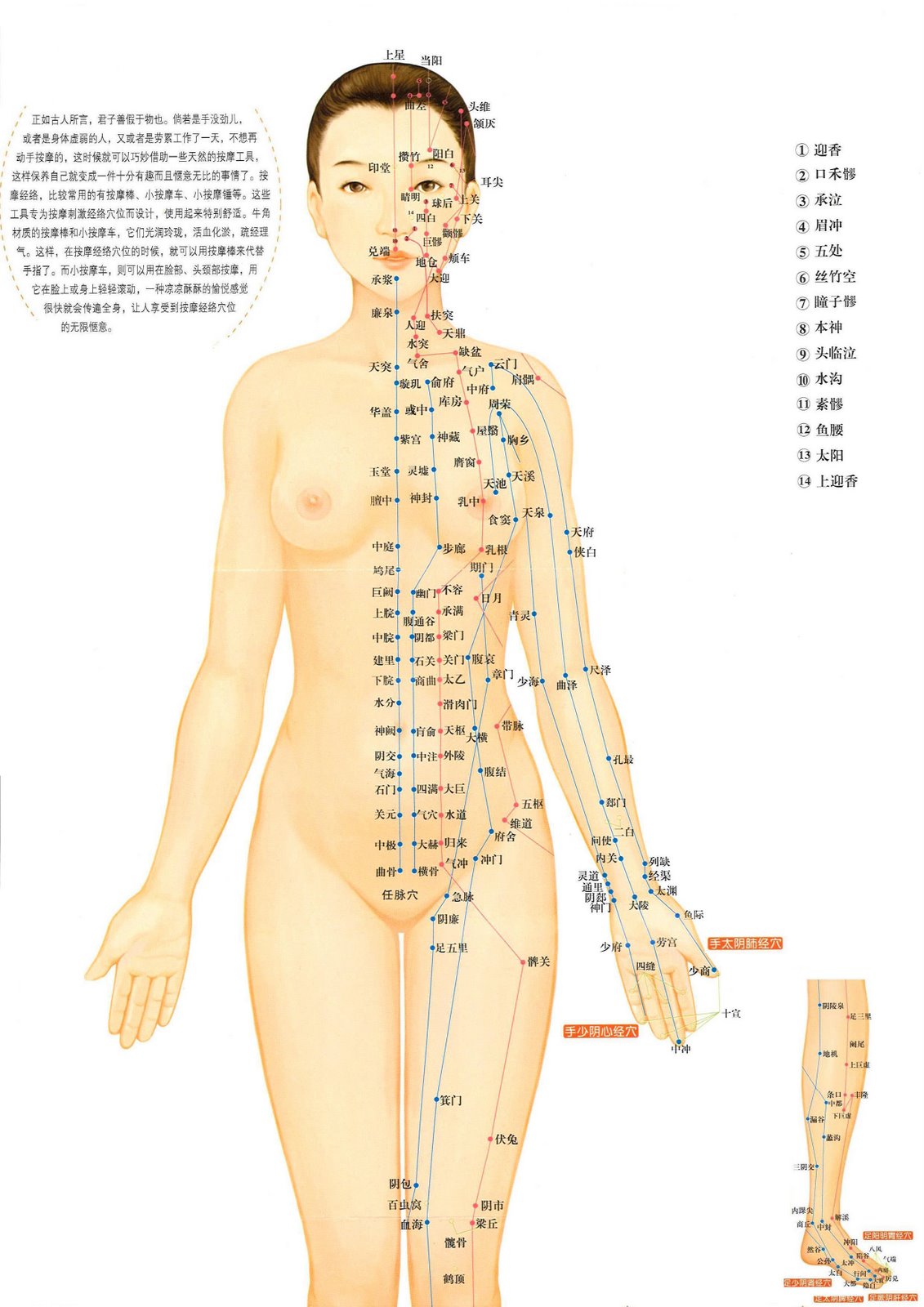 What are the acupuncture points on the body?